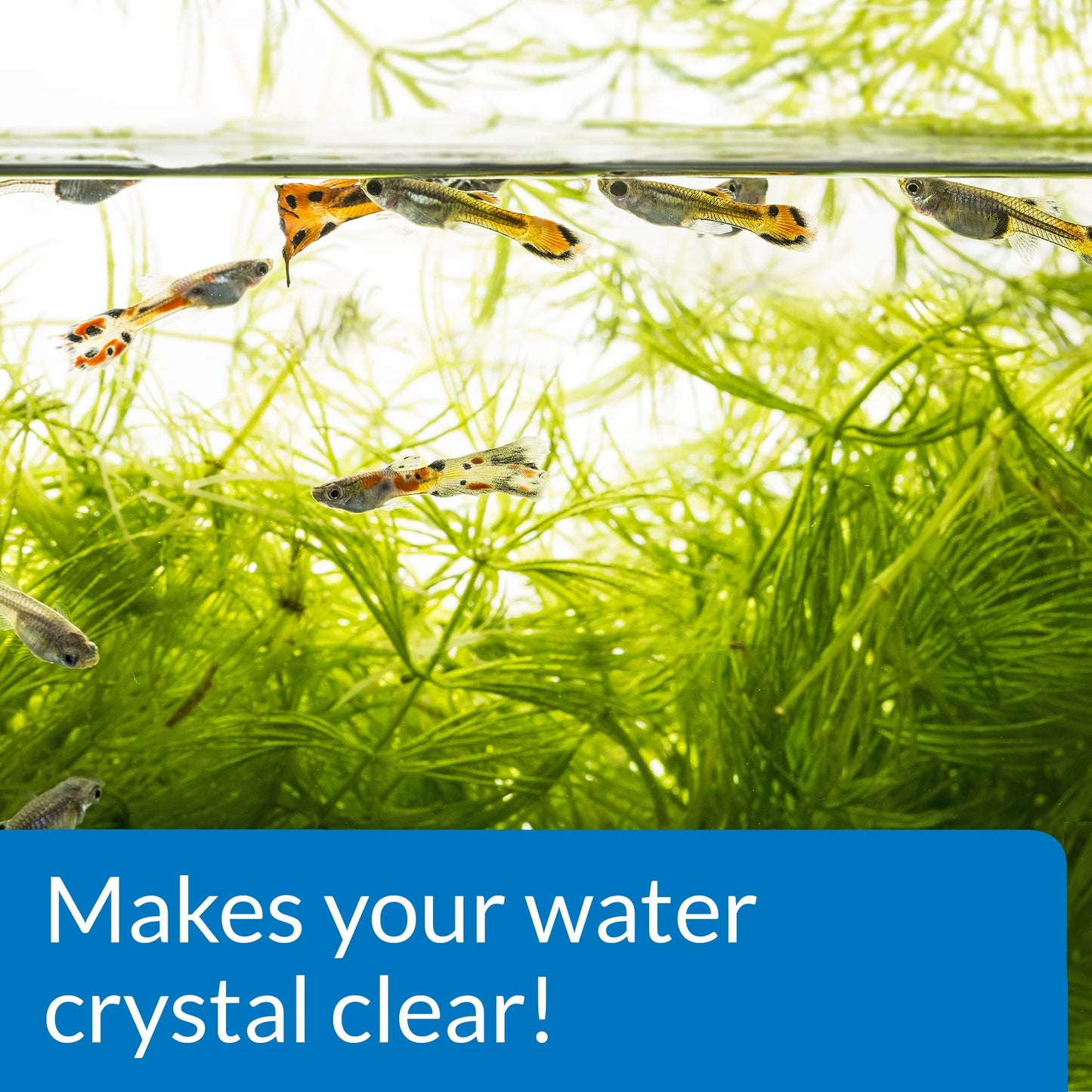 Accu-Clear, Freshwater Aquarium Water Clarifier, 8 Oz